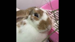 Rabbit dramatic look