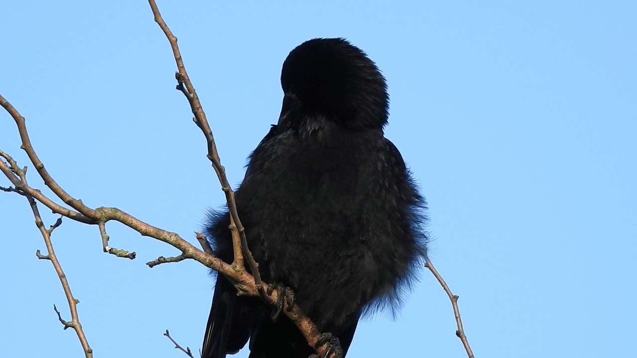 Corbeau freux et corneille noire - Rook and Carrion crow 240 (1080p
