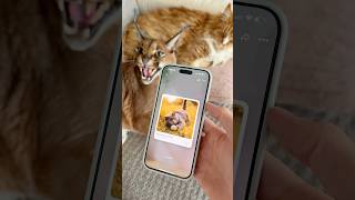 We miss Barmalej so much!❤️#fureverapp