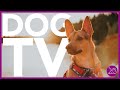 15 hour dog tv  extremely entertaining for dogs