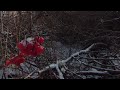 Зимові покопушки #metaldetecting #winter #пошук #металошукачі #знахідки #treasuresearch #копвпосадке