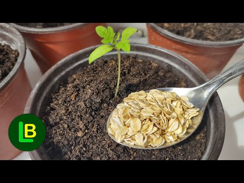 Video: Kako biljke razgrađuju stijene?