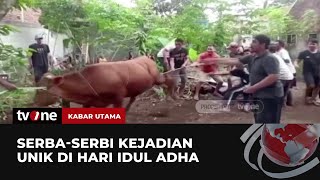 Penuh Ketegangan, Sederet Momen Sapi Kurban Mengamuk | Kabar Utama tvOne