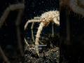 The Real Nightmare of the Abyss #deepsea #amazinganimals #seaspider