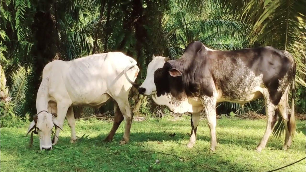 SAPI KAWIN ! ALAMI !!SAPI KAMPUNG - YouTube