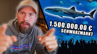 Dieser HAI kostet 1.500.000,00 € auf dem SCHWARZMARKT - Eure Fragen über Haie | Robert Marc Lehmann