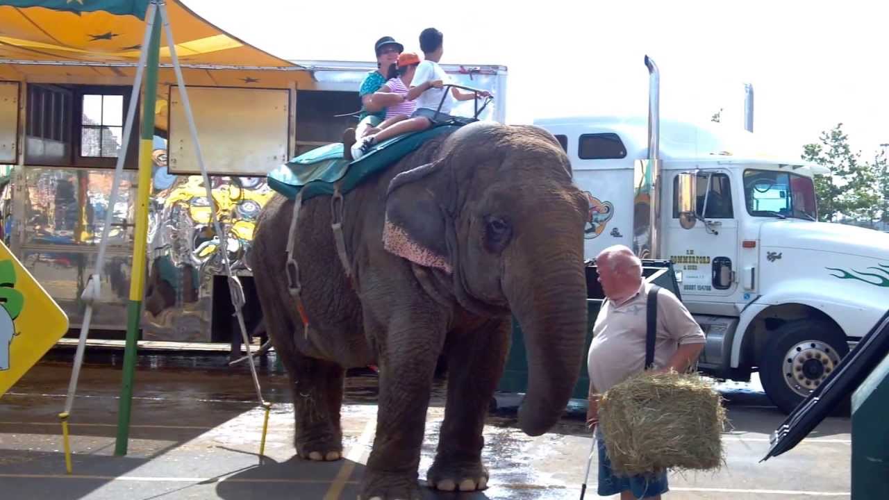 Elephant ride at NJ State fair YouTube