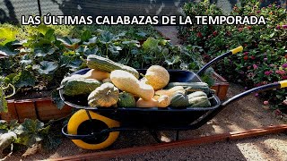 Cuándo y Cómo Cosechar las Calabazas o Zapallos