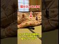 こたつを消された瞬間に「は？」という顔で出てくる猫がシュールすぎｗ #cat #元気になる動画 #猫 #猫のいる暮らし #猫のいる生活 #youtubeショート #猫好きさんと繋がりたい #可愛い