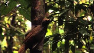Black-billed Sicklebill