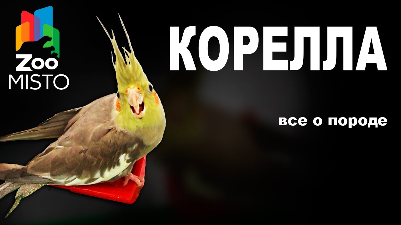 Корелла - Все о виде попугаев | Попугай вида - Корелла