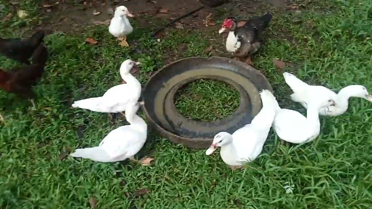 JAMES LARA MINI FARM UPDATE JANUARY 04.2026