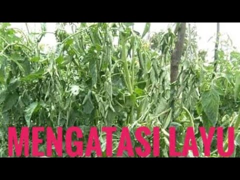 Video: Tanaman Tomat Dengan Layu Fusarium – Mengobati Layu Fusarium Pada Tomat