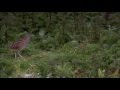 Living the Wildlife: Corncrake | RTÉ Goes Wild