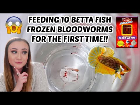 FEEDING 1O BETTAS FROZEN BLOODWORMS FOR THE FIRST TIME