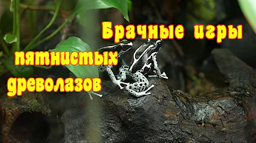 Размножение пятнистых древолазов. Пение самца Dendrobates tinctorius.