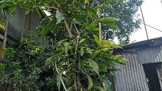Himsagar Mango Tree