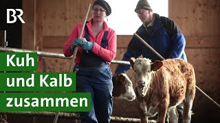 Für mehr Tierwohl: Kuhgebundene Kälberhaltung | Milchkuh Doku | Unser Land | BR Fernsehen