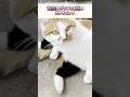 別猫すぎない?昔は瘦せてた→今は幸せ太り継続中の三毛母猫 #shorts #保護子猫 #子ネコ #猫のいる暮らし #三毛猫 #保護猫 #三毛猫家族 #ねこ