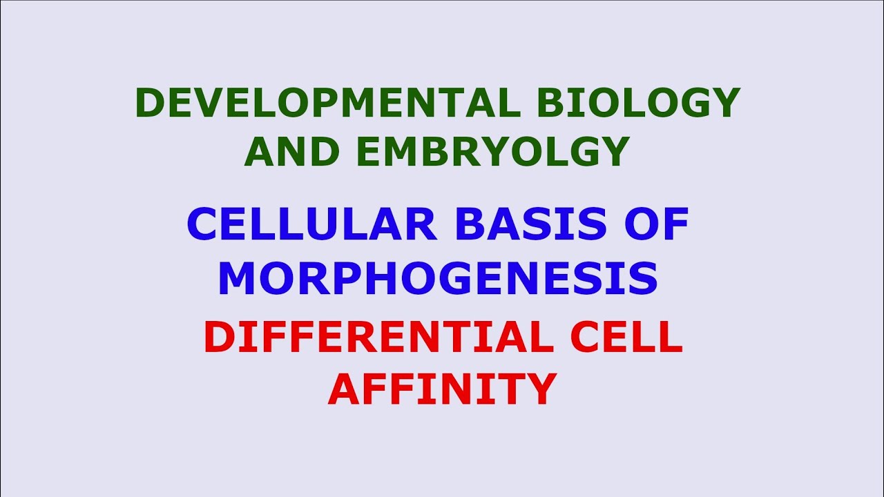Differential Cell Affinity Cellular Basis of Morphogenesis