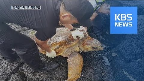 폐그물 걸려 다친 멸종위기종 붉은·푸른바다거북 구조 / KBS뉴스(News)