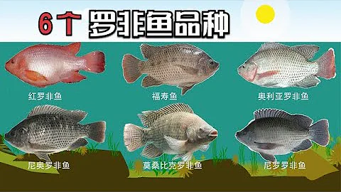 肆虐廣東廣西河溝的外來魚類「羅非魚」有6個品種，你見過幾個？ - 天天要聞