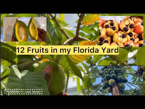🍎 Discover The Hidden Gem Of Dickey Brothers Orchard A Fruit Lovers Paradise