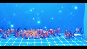 Cá chuột Mỹ #myminh #cachuotmy #chuotmy #cacanhvietnam #caphukien #becacanh #yeucacanh