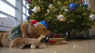 Holiday Wishes Special Deliveries From Denver The Hospital Dog