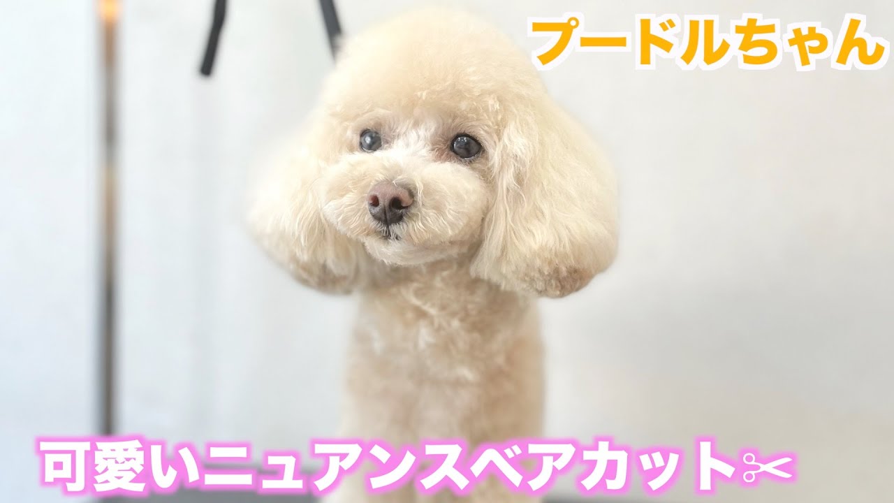 トリミング 可愛いニュアンスベアのプードルちゃん ろいくん 22年5月2日 月 Youtube