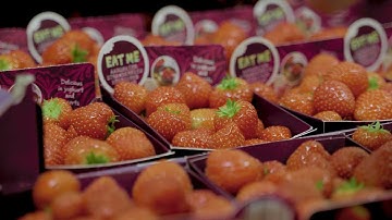 madkonceptet   andré mp4 1080p