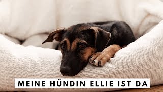 Meine Hündin Ellie ist da  Adoption aus Thailand