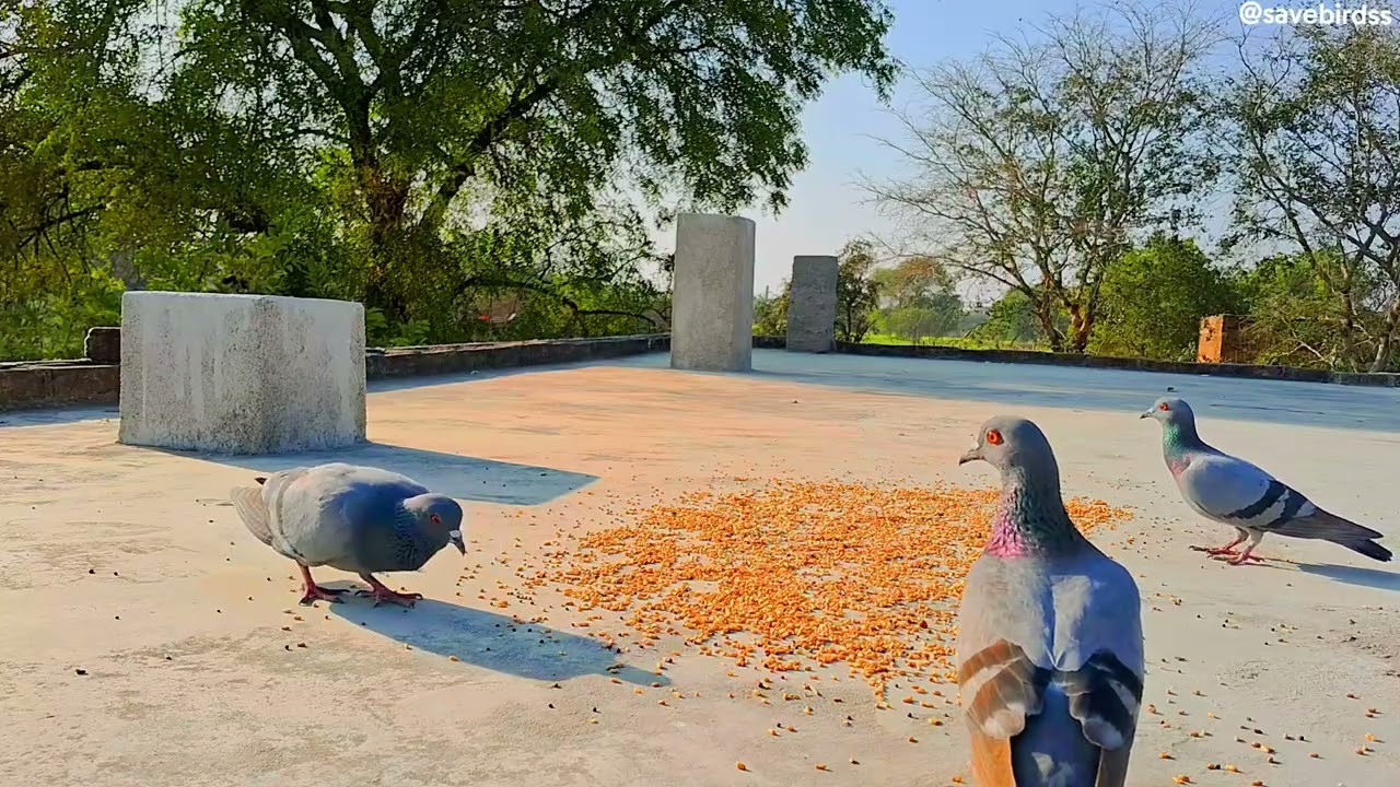 I Love Birds🐦🦜🐥 