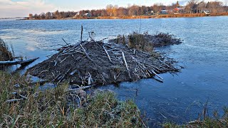 This MASSIVE Beaver Colony had to GO!!! (Beaver Trapping)