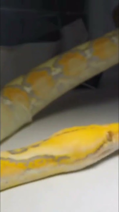 Time lapse: Shedding of Reticulated Python #timelapse #shedding #snake ...