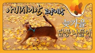 아비시니안 고양이 모카와 단풍구경 가기 - 남양주 홍유릉 둘레길 산책