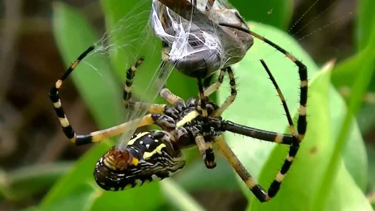 black and yellow argiope