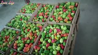 From garden sorting to pack house packaging -  Preparing Pepper for Export