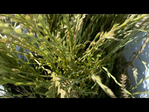 Video: Høstning af græsfrø fra prydplanter: Lær, hvordan du gemmer prydgræsfrø