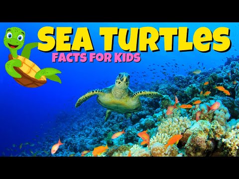 Sea Turtle Facts For Kids - World Sea Turtle Day