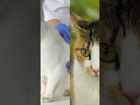 REASON Why Cat