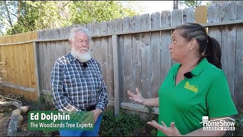 Pine Tree Beyond Saving   Pine Bark Beetles