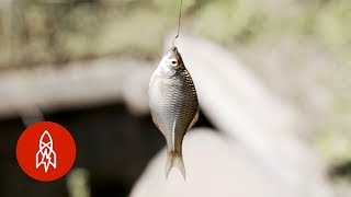 An Introduction to Micro Fishing