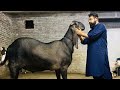 Worlds Heaviest Goat,New World Record 310 Kg Goat |Documentary