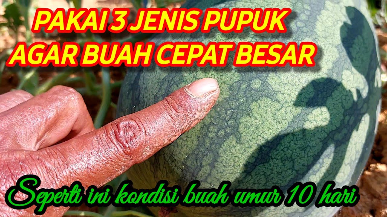 CARA PEMUPUKA AGAR BUAH BESAR DAN PADAT