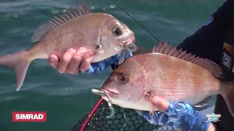 Simrad snapper on soft plastics