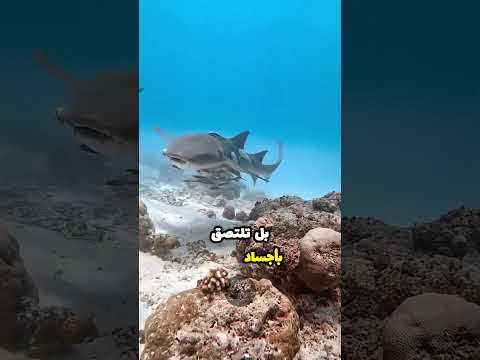 السمكة التي تلتصق العربية سمكة الريمورا