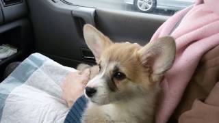 Наконец мечта сбылась купили Вельш Корги  Пемброк, Finally the dre Welsh Corgi, goo.gl/S3nLl