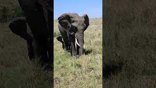 African female Elephant grazing 🐘🐘