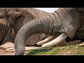 No compres marfíl, los elefantes están en peligro de extinción